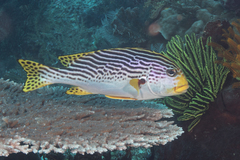 Plectorhinchus lineatus