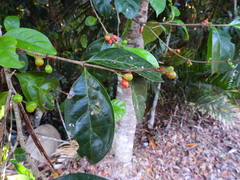 Cyclophyllum multiflorum