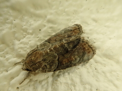Bryophila granitalis