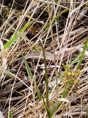 Oligosoma