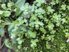 Pilea peploides major