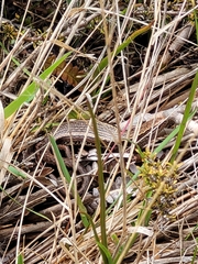 Oligosoma