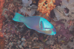 Scarus dimidiatus