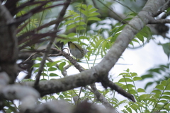 Vireo chivi