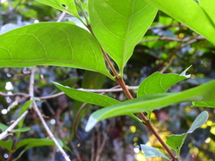 Cyclophyllum multiflorum