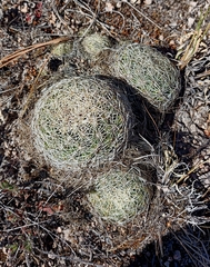 Coryphantha compacta