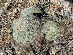 Coryphantha compacta