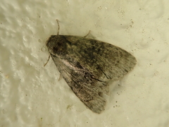 Bryophilinae