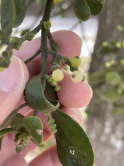 Phoradendron leucarpum