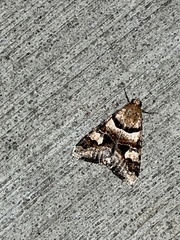 Drasteria pallescens