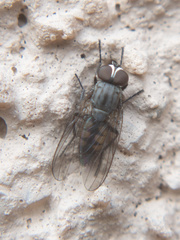 Fannia canicularis