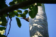 Colaptes auratus chrysocaulosus