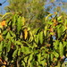 Croton magneticus - Photo (c) coenobita, some rights reserved (CC BY), uploaded by coenobita
