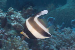 Heniochus chrysostomus