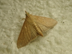 Nomis albopedalis