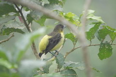 Ramphocelus flammigerus