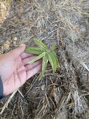 Asclepias viridis