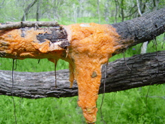 Fusicolla merismoides