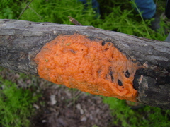 Fusicolla merismoides