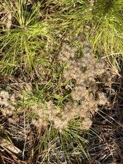Euthamia leptocephala