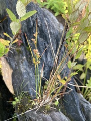 Juncus brachycephalus