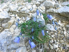 Campanula cochleariifolia