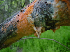 Fusicolla merismoides