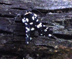 Pseudothyris sepulchralis