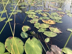 Lithobates septentrionalis