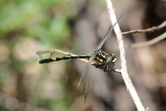 Austroepigomphus praeruptus