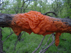 Fusicolla merismoides