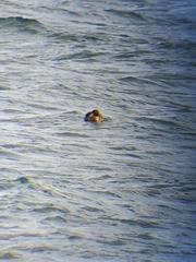 Somateria spectabilis