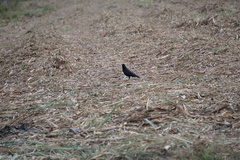 Corvus palmarum