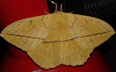 Lonomia