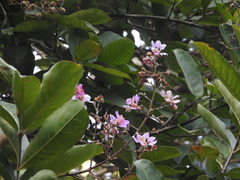 Lagerstroemia speciosa