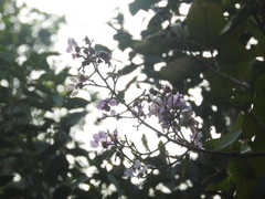 Lagerstroemia speciosa