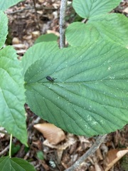 Leptoceletes basalis