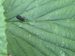 Leptoceletes basalis