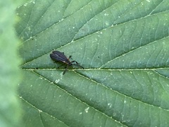 Leptoceletes basalis