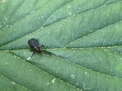 Leptoceletes basalis