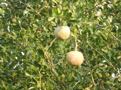 Aegle marmelos