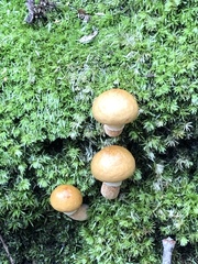 Suillus salmonicolor