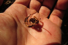 Juliflorae