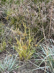Cyperus virens