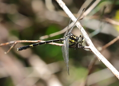 Austroepigomphus praeruptus