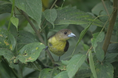 Ramphocelus flammigerus
