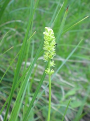 Tofieldia calyculata