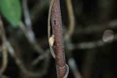 Bulimulus guadalupensis