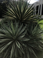Agave angustifolia