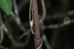 Bulimulus guadalupensis